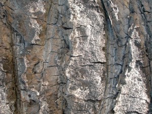 tree_bark_pattern